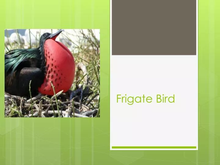 frigate bird