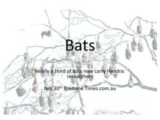 Bats