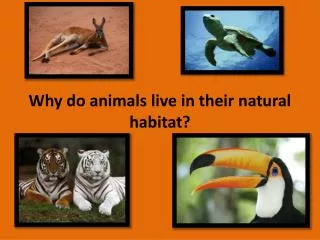 Why do animals live in their natural habitat?