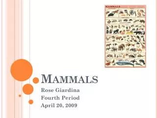 Mammals