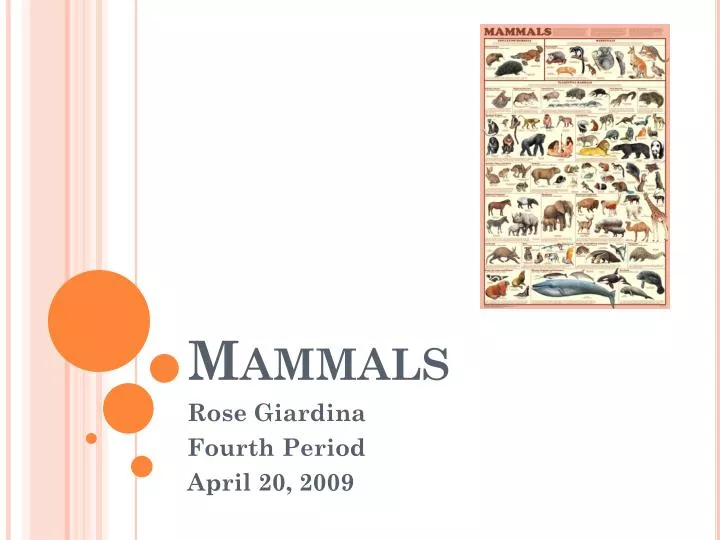 PPT - Mammals PowerPoint Presentation, Free Download - ID:2808966