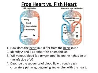 Frog Heart vs. Fish Heart