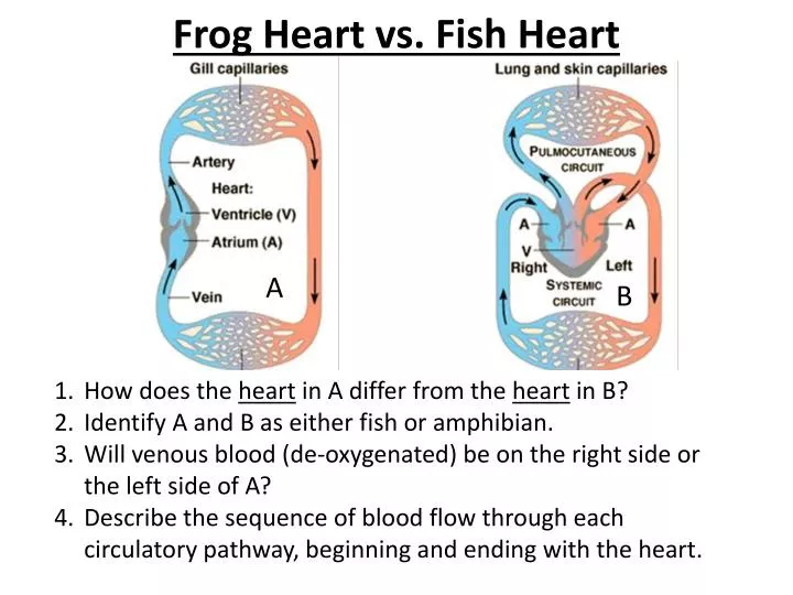 frog heart vs fish heart