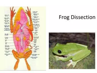 frog dissection