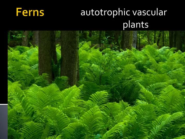 autotrophic vascular plants