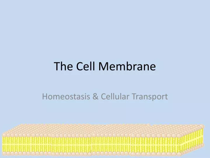 the cell membrane