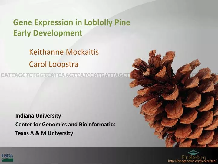 gene expression in loblolly pine early development