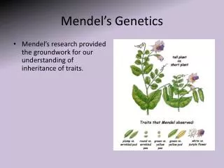mendel s genetics