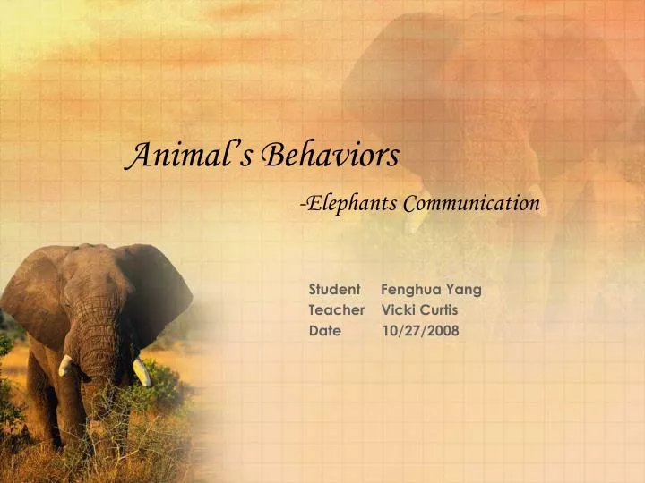 animal s behaviors elephants communication