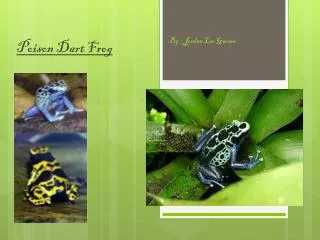 Poison Dart Frog