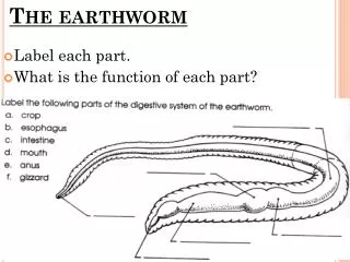 the earthworm