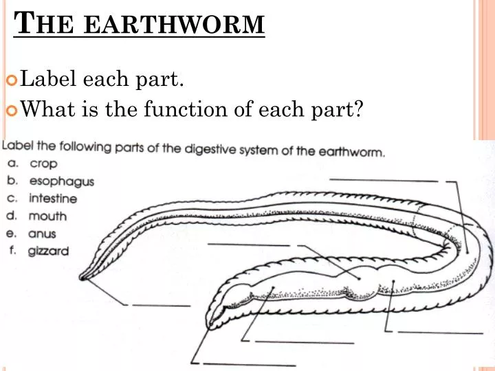the earthworm