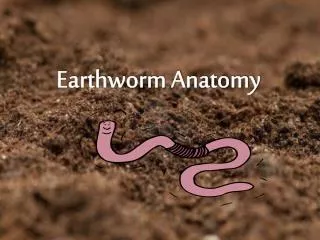 Earthworm Anatomy