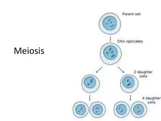 Meiosis