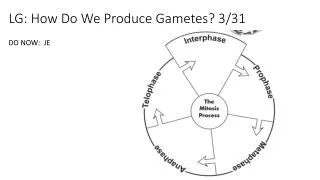 LG: How Do We Produce Gametes? 3/31