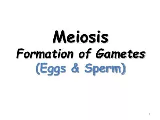 Meiosis Formation of Gametes (Eggs &amp; Sperm)