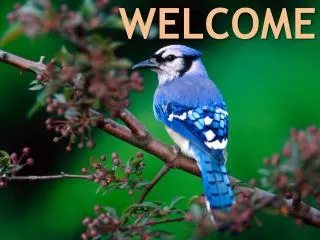 welcome
