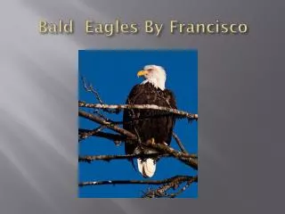 B ald Eagles By Francisco