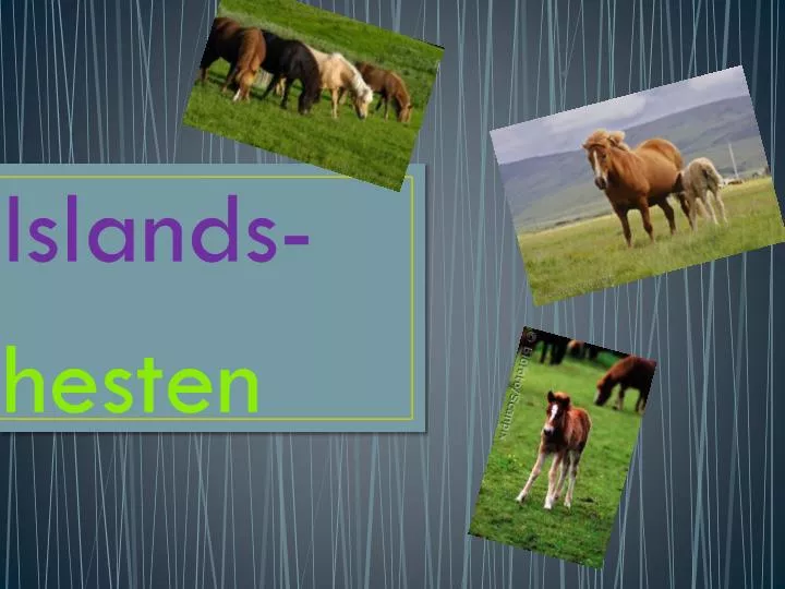 islands hesten