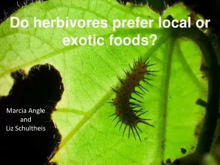 Do herbivores prefer local or exotic foods?