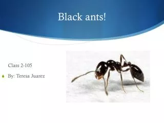 Black ants!