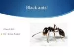Black ants! - slide 1