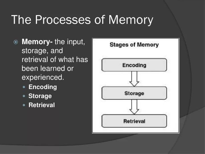 the processes of memory