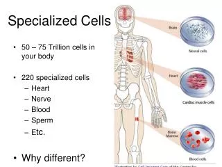 specialized cells
