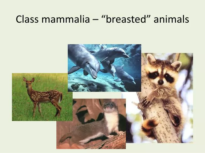 class mammalia breasted animals