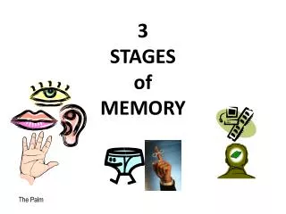 3 STAGES of MEMORY