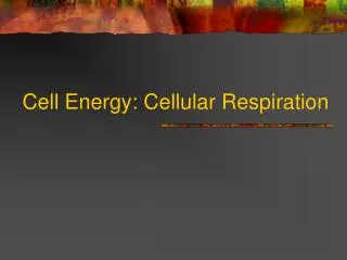 Cell Energy: Cellular Respiration