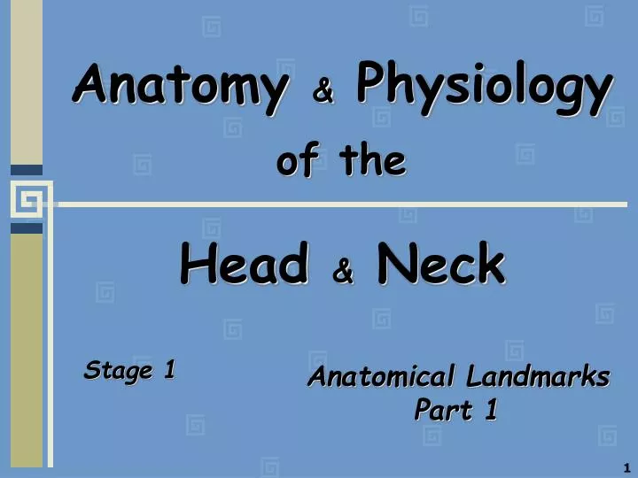 anatomy physiology of the head neck