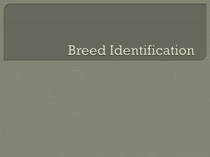 breed identification