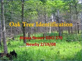 Oak Tree Identification