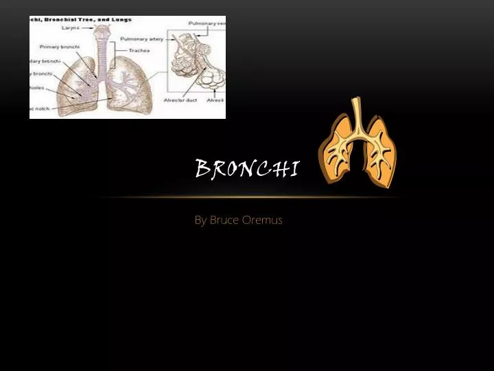 bronchi