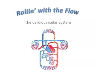 The Cardiovascular System