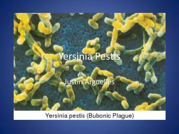 yersinia pestis