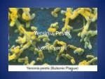 Yersinia Pestis - slide 1