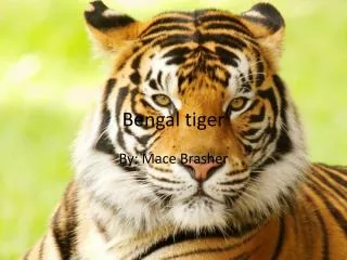 Bengal tiger