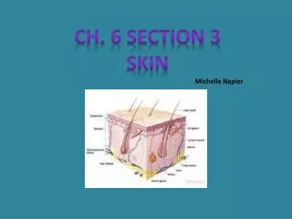 Ch. 6 Section 3 Skin