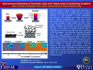 Spontaneous Buckling of Synthetic Gels with Depth-wise Crosslinking Gradient