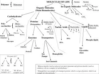 Organic Molecules (Main Biomolecules )