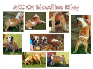 AKC CH Bloodline Riley