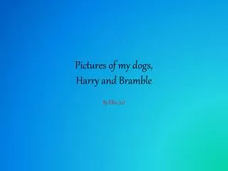 Pictures of my dogs, Harry and Bramble