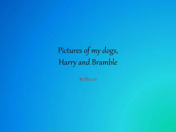 pictures of my dogs harry and bramble