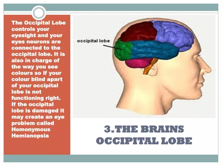 3 the brains occipital lobe