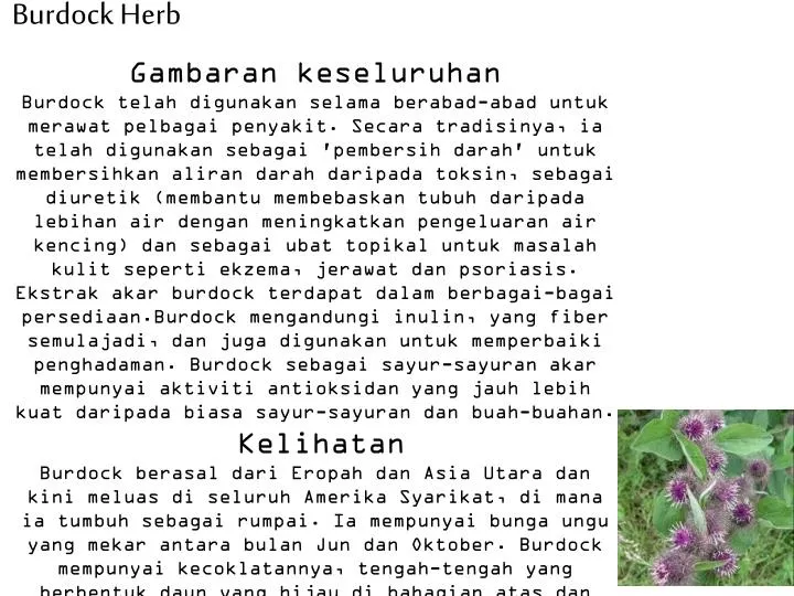 burdock herb