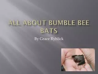 All about bumble bee bats
