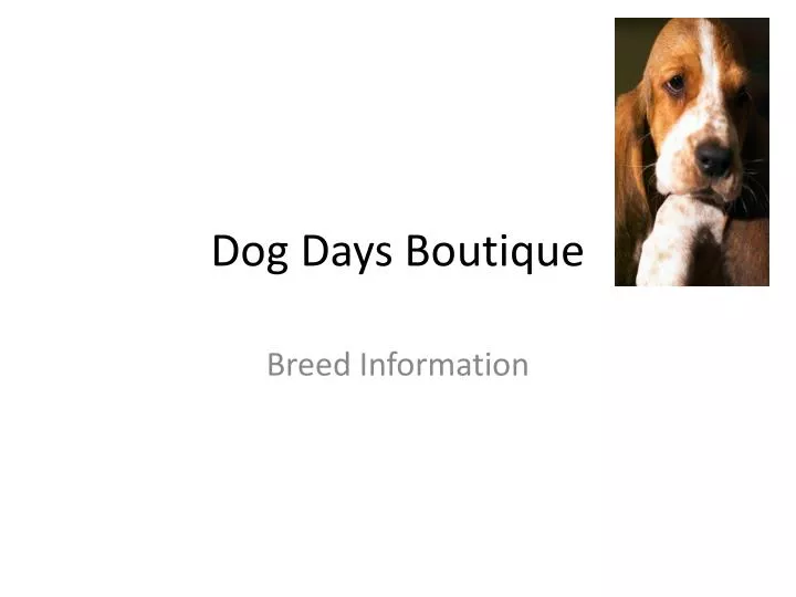 dog days boutique