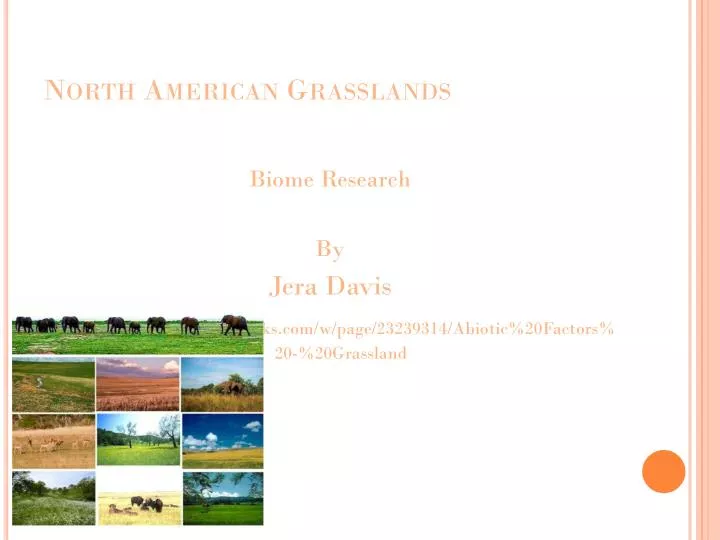 north american grasslands